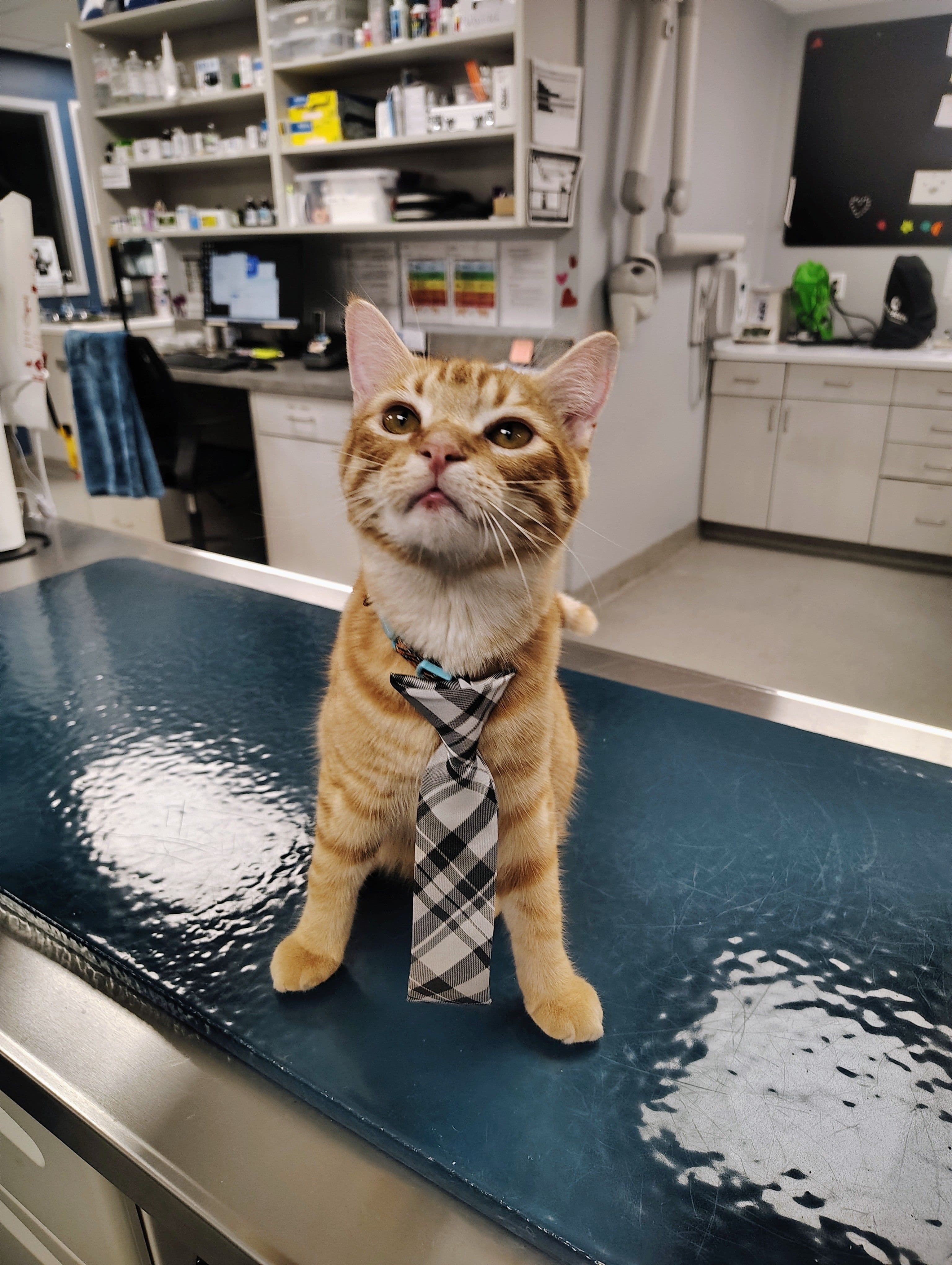 Hobbes, Clinic Therapist